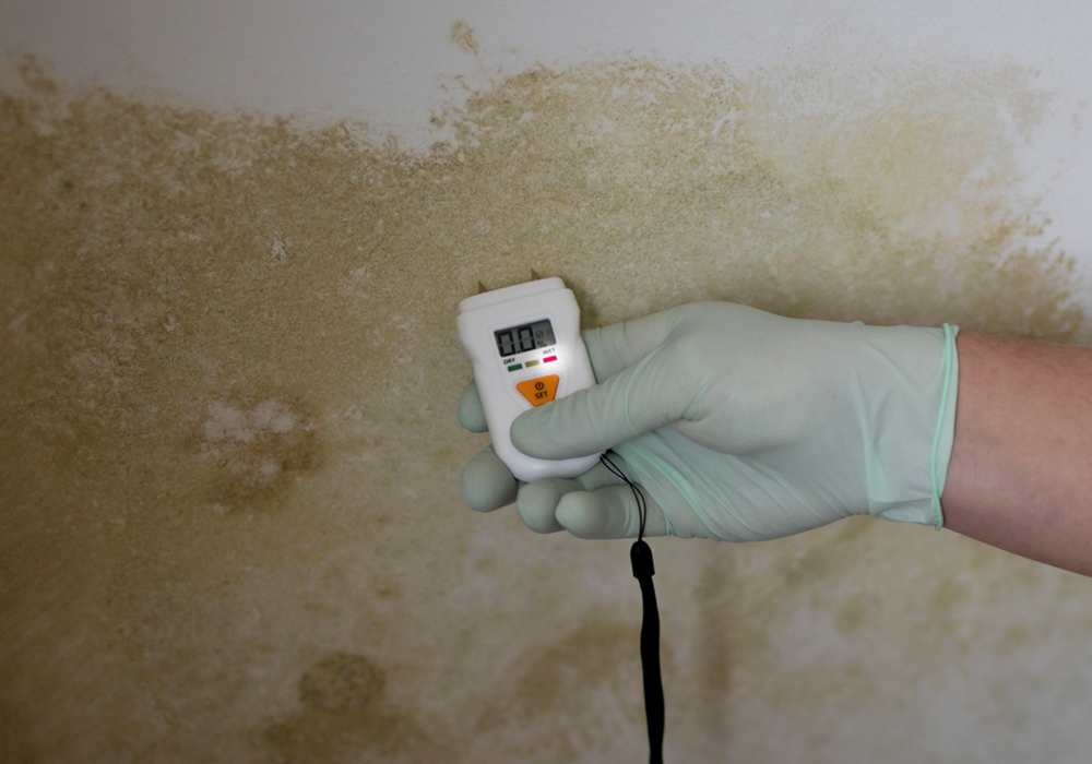 Mold Inspection & Testing | West Palm Beach, FL | Stanley - Mold-Inspection-and-Testing-image-2